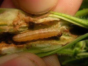 辣椒鑽心蟲 辣椒鑽心蟲