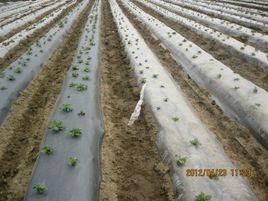 功能地膜 功能地膜