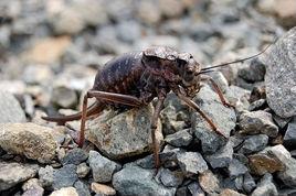 笨棘頸螽 笨棘頸螽