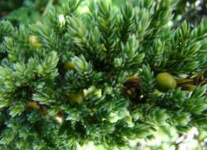 崑崙多子柏 崑崙多子柏