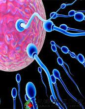 精液異常性不育