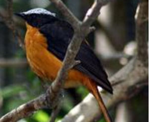 白頂歌鵖 白頂歌鵖