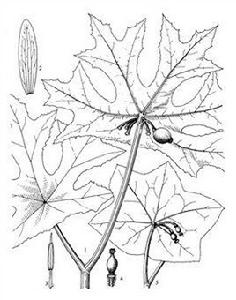 貴州八角蓮 貴州八角蓮