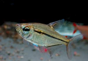 黑帶半線脂鯉 黑帶半線脂鯉