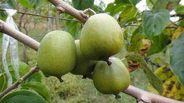 桓優1號 桓優1號