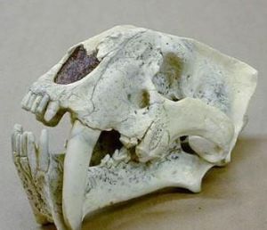 假劍齒虎類 假劍齒虎類