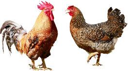 七百弄雞 七百弄雞