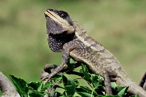 棕背樹蜥 棕背樹蜥