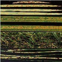 草坪鏽病 草坪鏽病