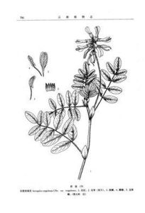 東俄洛系 東俄洛系