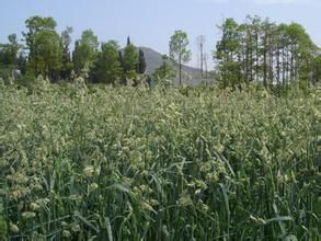 黔草4號鴨茅 黔草4號鴨茅