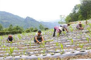 下坪子自然村[鹽源鄉杉樹坪村委會下轄自然村]