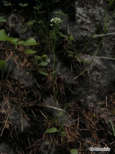 全緣葉山萮菜 全緣葉山萮菜