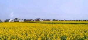 南豐村[金華市]