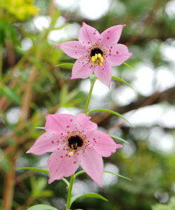 滇蜀豹子花 滇蜀豹子花