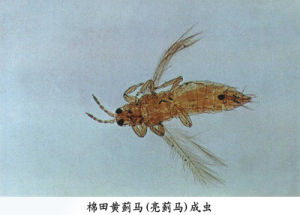 棉田黃薊馬 棉田黃薊馬