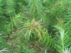 杉苗赤枯病 杉苗赤枯病