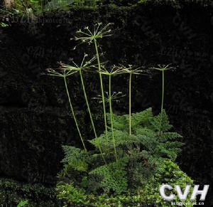 膜蕨囊瓣芹