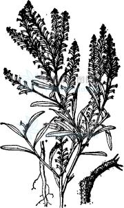 四齒芥屬 四齒芥屬