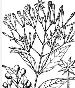 亮葉茉莉 亮葉茉莉