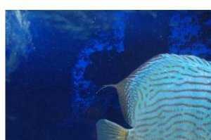 七彩神仙魚 七彩神仙魚