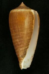 光環芋螺 光環芋螺