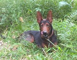 萊州紅犬 萊州紅犬