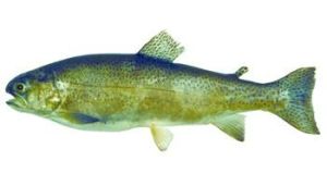 陸封型魚類 陸封型魚類