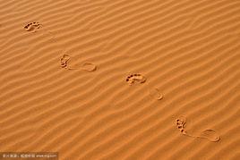 沙波運動 沙波運動