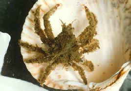 枯瘦突眼蟹 枯瘦突眼蟹