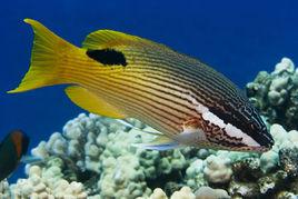 夏威夷雙柔魚 夏威夷雙柔魚