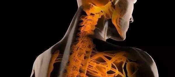 抖音網紅熊隨便碰,迪士尼的一拍就成腦震盪?