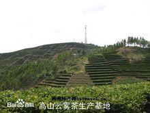 八鄉山茶