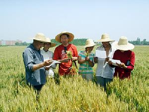 乾熱風天氣中的小麥