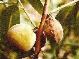 桃炭疽病 桃炭疽病