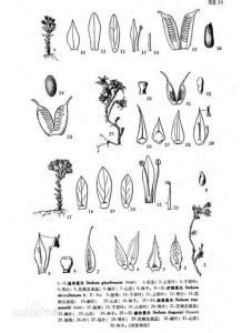 道孚景天 道孚景天