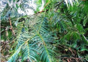 鄖西縣三官洞林區 鄖西縣三官洞林區