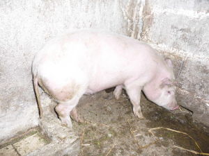 豬副傷寒 豬副傷寒