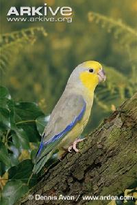 黃臉鸚哥 黃臉鸚哥