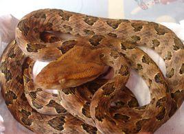 原矛頭蝮 原矛頭蝮