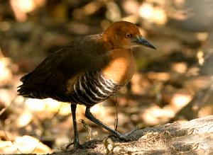 白喉斑秧雞海南亞種(圖5)