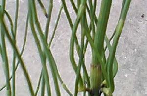 節節草[木賊科木賊屬植物]