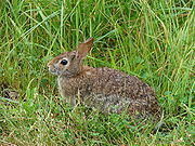 東部棉尾兔 東部棉尾兔