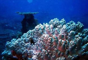 三亞國家級珊瑚礁保護區