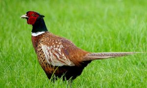 河北亞種雉雞 河北亞種雉雞