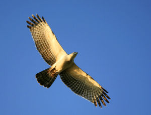 菲律賓蜂鷹 菲律賓蜂鷹