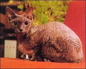 塞席爾貓 塞席爾貓