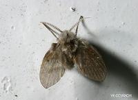 白斑蛾蚋 白斑蛾蚋