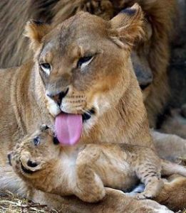 舐犢之情 舐犢之情