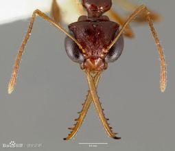 游蟻亞科 游蟻亞科